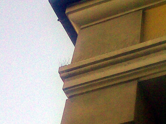 Dettaglio chiodi antipiccione