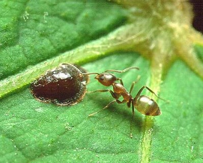 Formica argentina