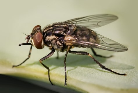 Mosca cavallina