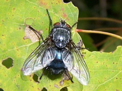 Mosca domestica